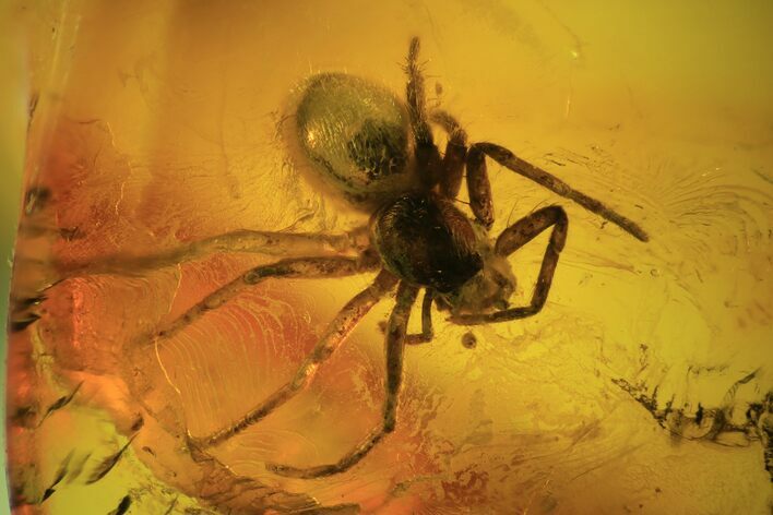 Detailed Fossil Spider (Aranea) In Baltic Amber #87237